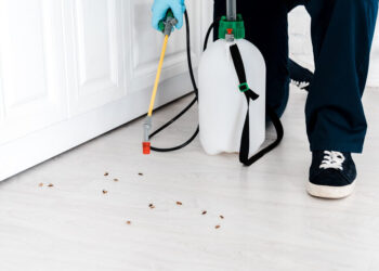 Five Reasons To Hire Professional Pest Control Services For Mosquito Extermination