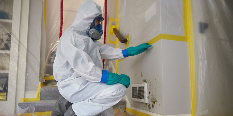 Effective Mold Remediation Services in Oak Harbor: Restoring Your Home’s Health